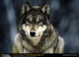 grey-wolf-snow lupii de romani