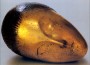 Radu Varia - Brancusi Radu Varia - Brancusi