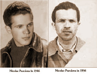 Nicolae Purcărea